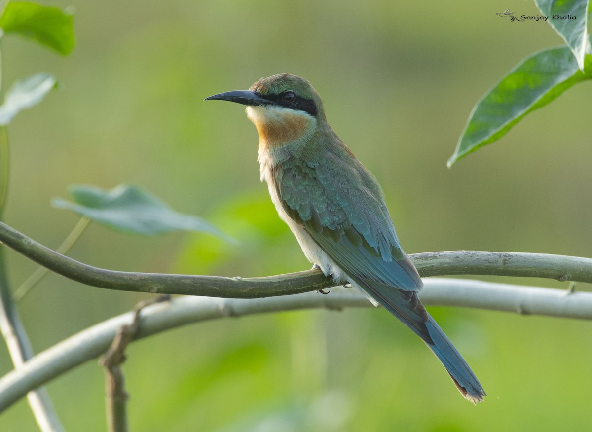 Blue-tailed Bee-eater - ML645052086