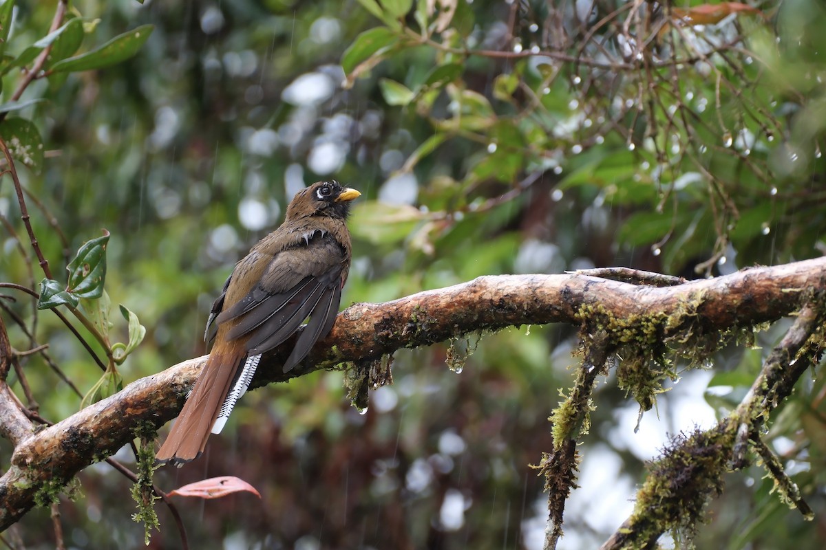 Masked Trogon - ML645052088