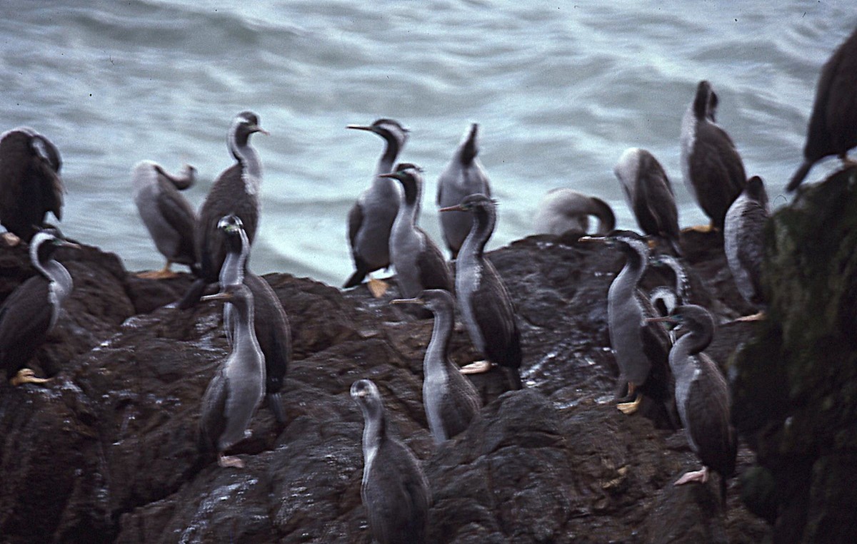 Spotted Shag - ML645052092