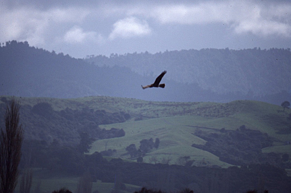 Swamp Harrier - ML645052096