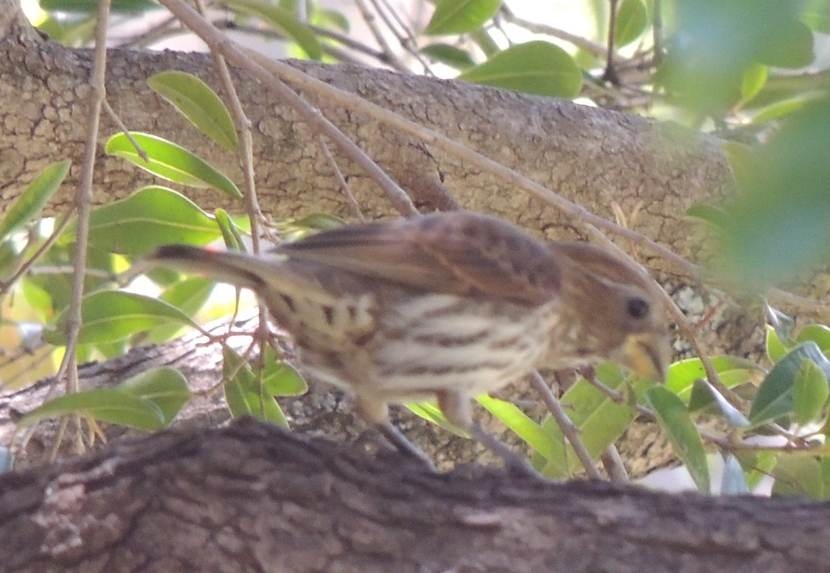 Grosbeak Weaver - ML645052102