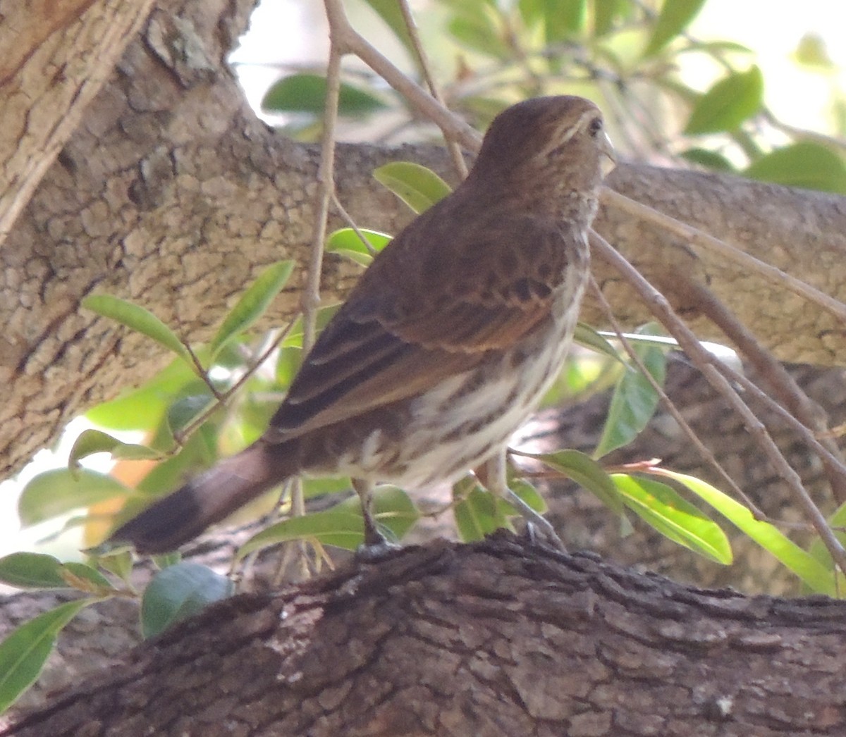 Grosbeak Weaver - ML645052103