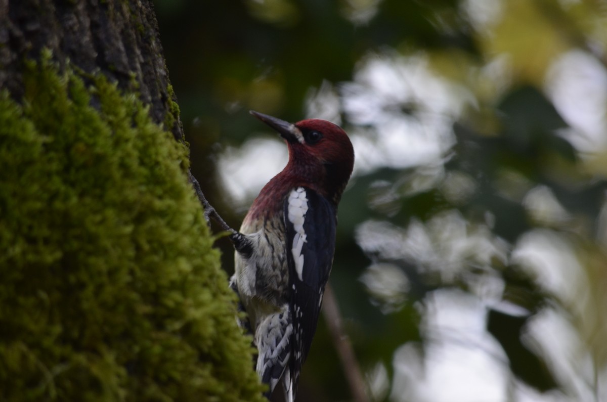 Red-breasted Sapsucker - ML645052112