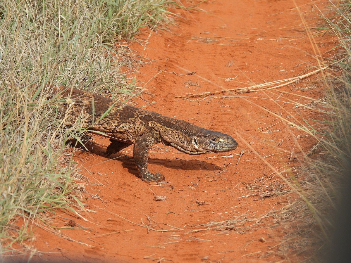 Rock Monitor - ML645052128
