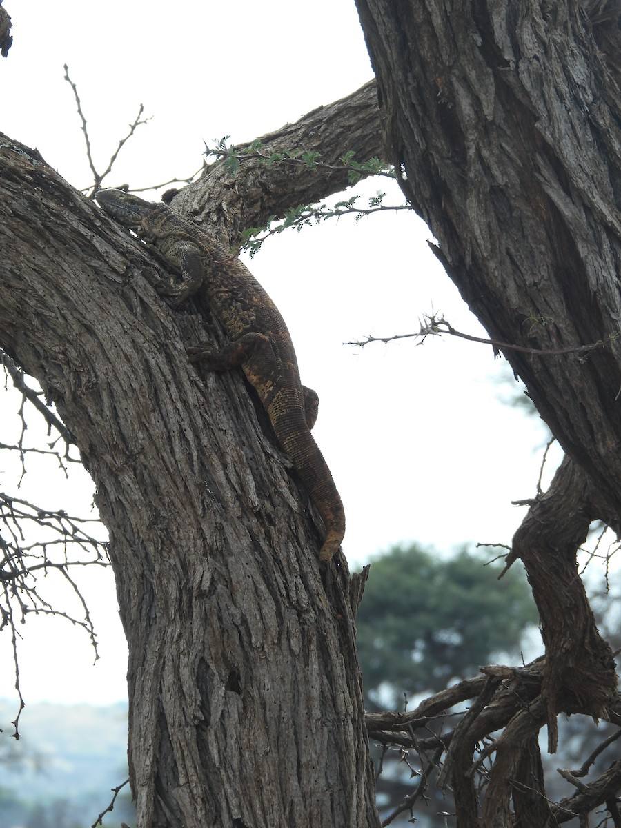 Rock Monitor - ML645052129