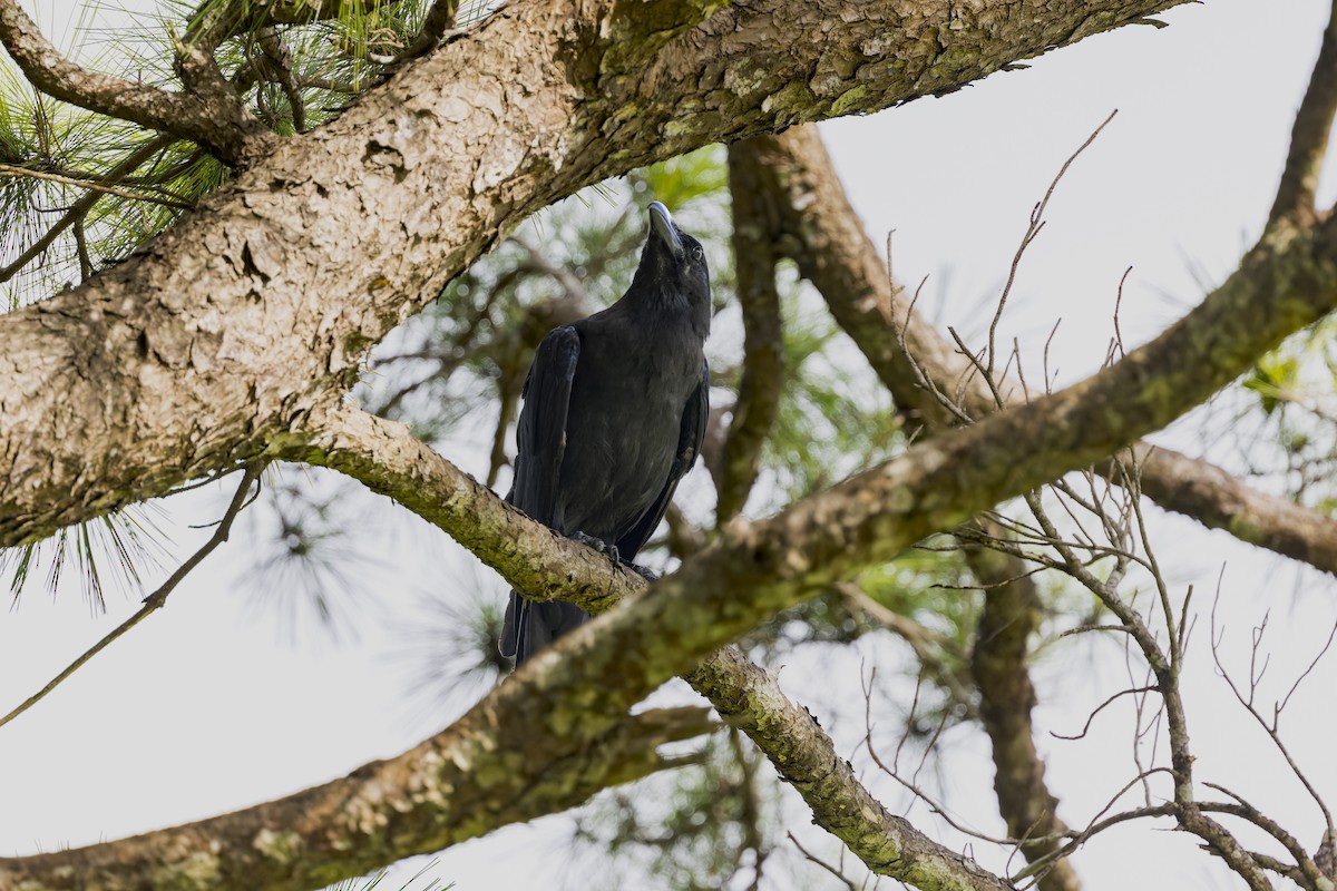 tykknebbkråke (macrorhynchos gr.) - ML645052142