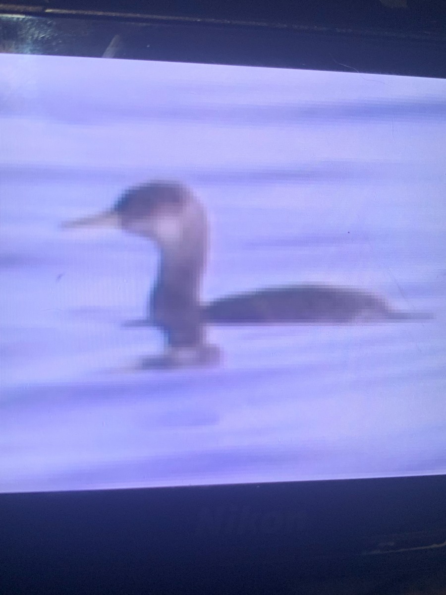 Red-necked Grebe - ML645052146