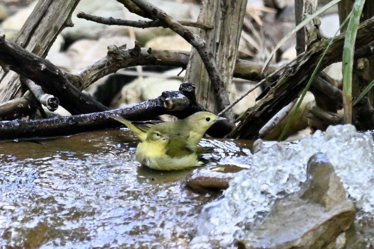 Tennessee Warbler - ML645052147