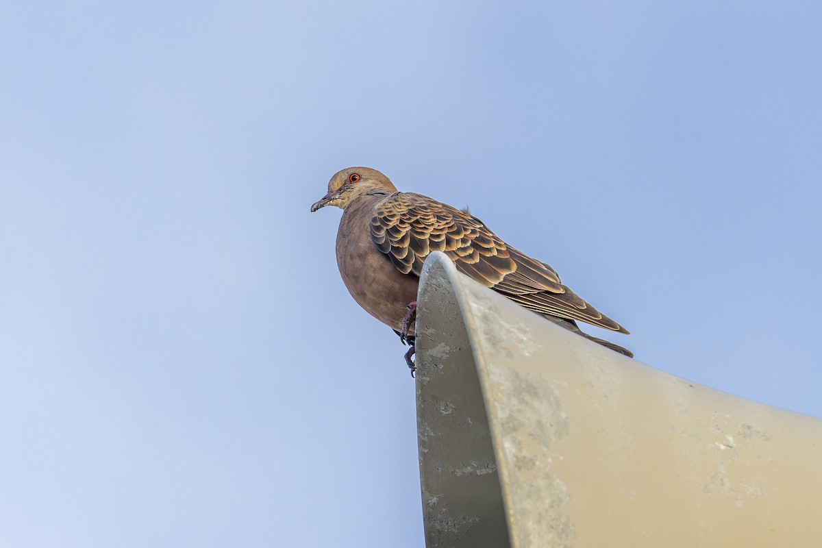 mongolturteldue - ML645052153