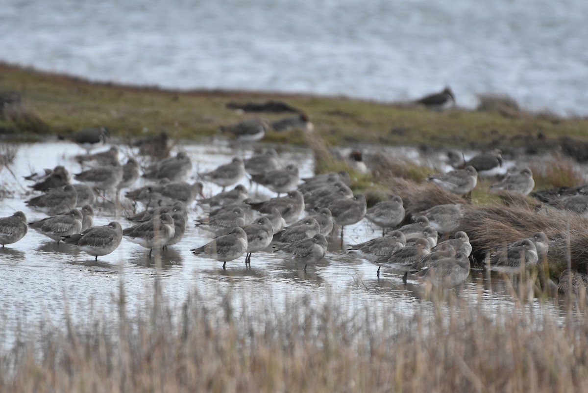 Black-tailed Godwit - ML645052156