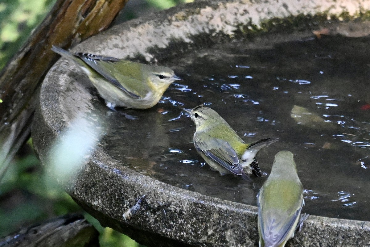 Tennessee Warbler - ML645052158