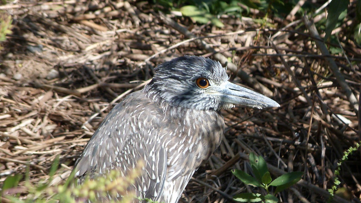 Yellow-crowned Night Heron - ML645052159