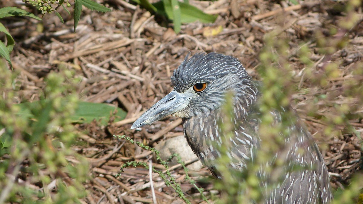 Yellow-crowned Night Heron - ML645052160