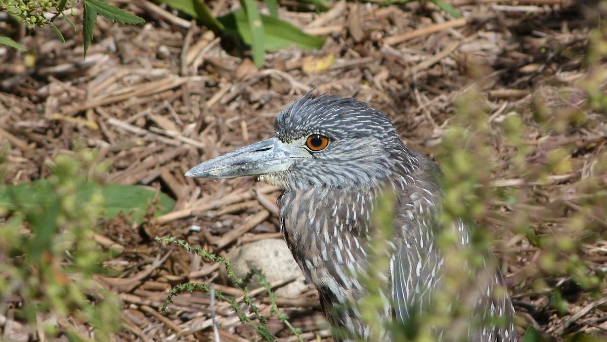 Yellow-crowned Night Heron - ML645052161