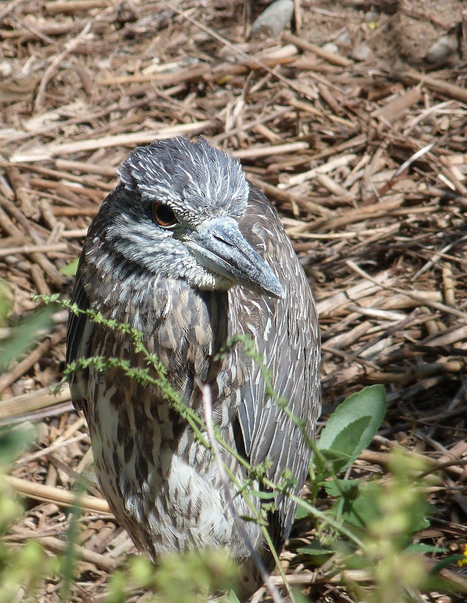 Yellow-crowned Night Heron - ML645052162
