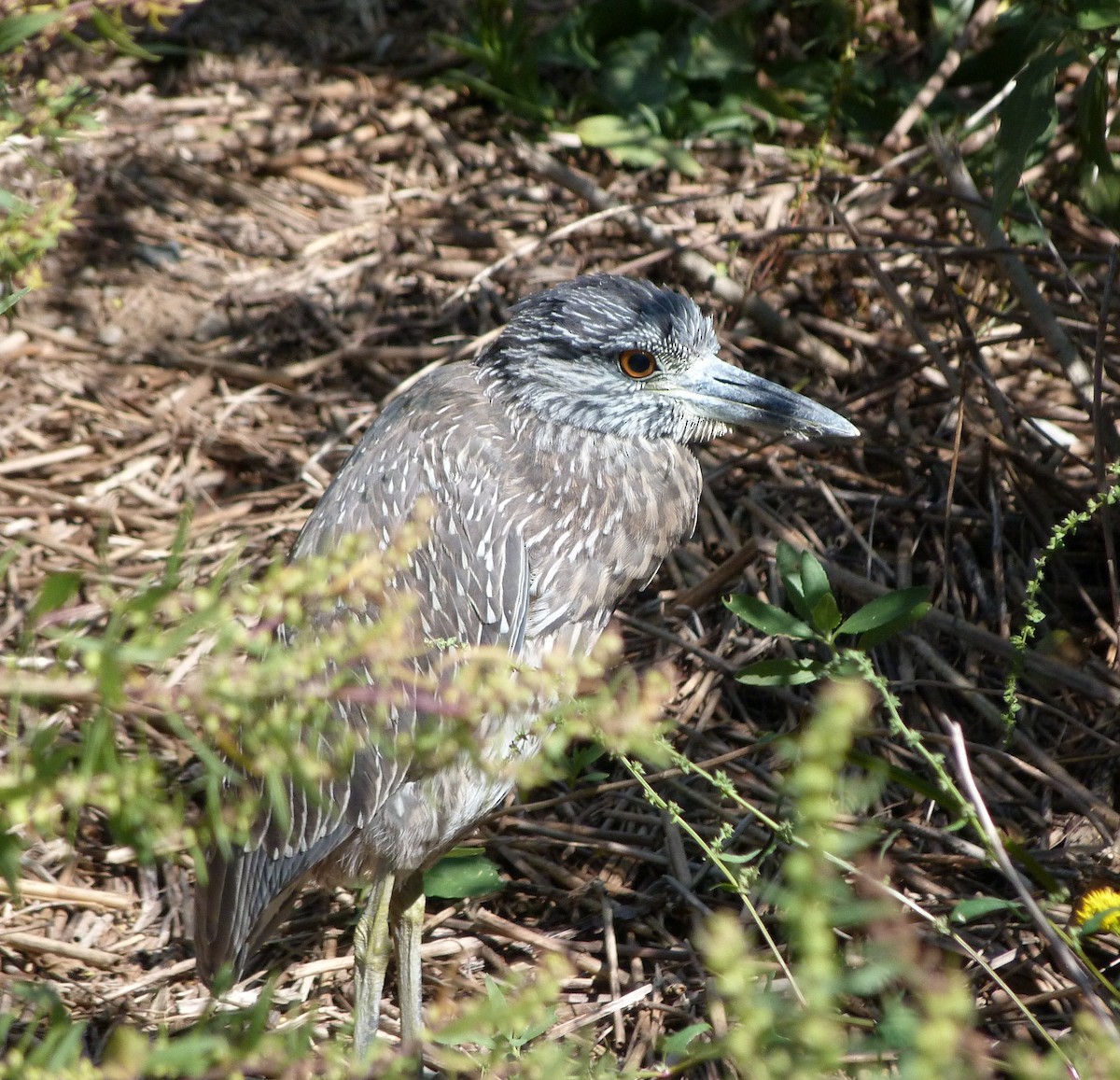 Yellow-crowned Night Heron - ML645052163