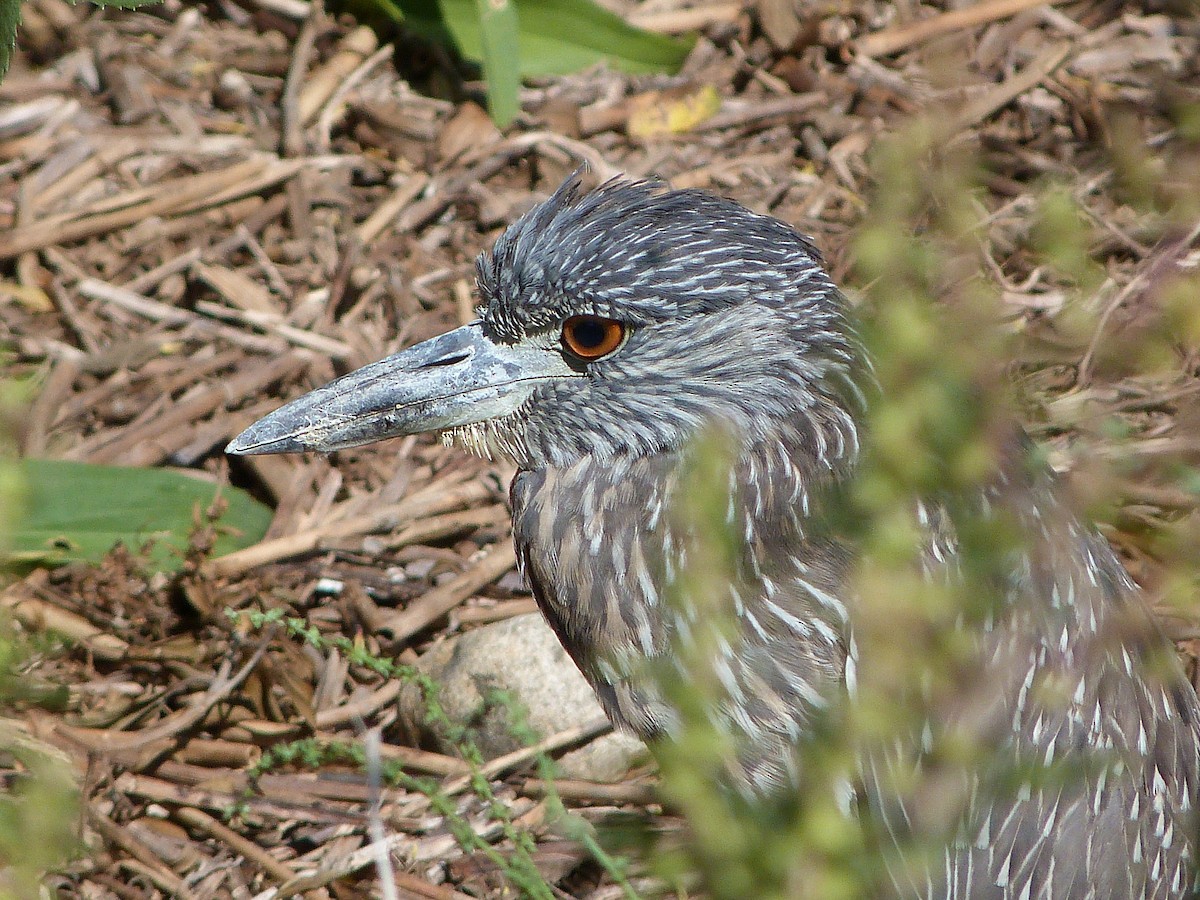 Yellow-crowned Night Heron - ML645052164