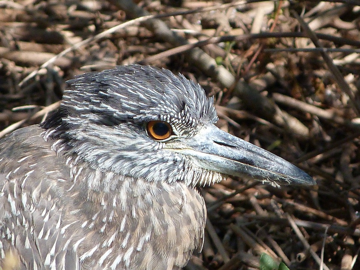 Yellow-crowned Night Heron - ML645052165