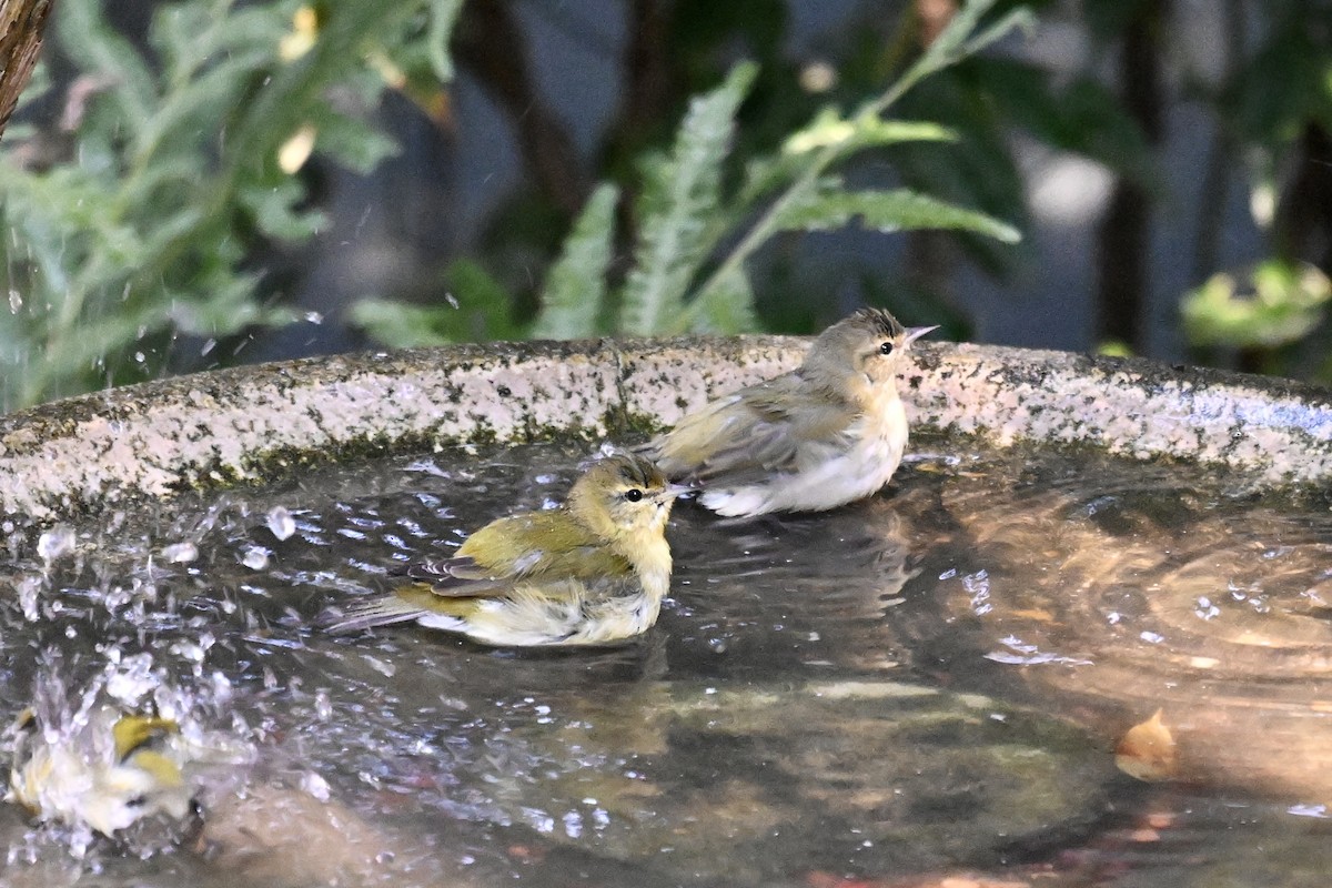 Tennessee Warbler - ML645052167