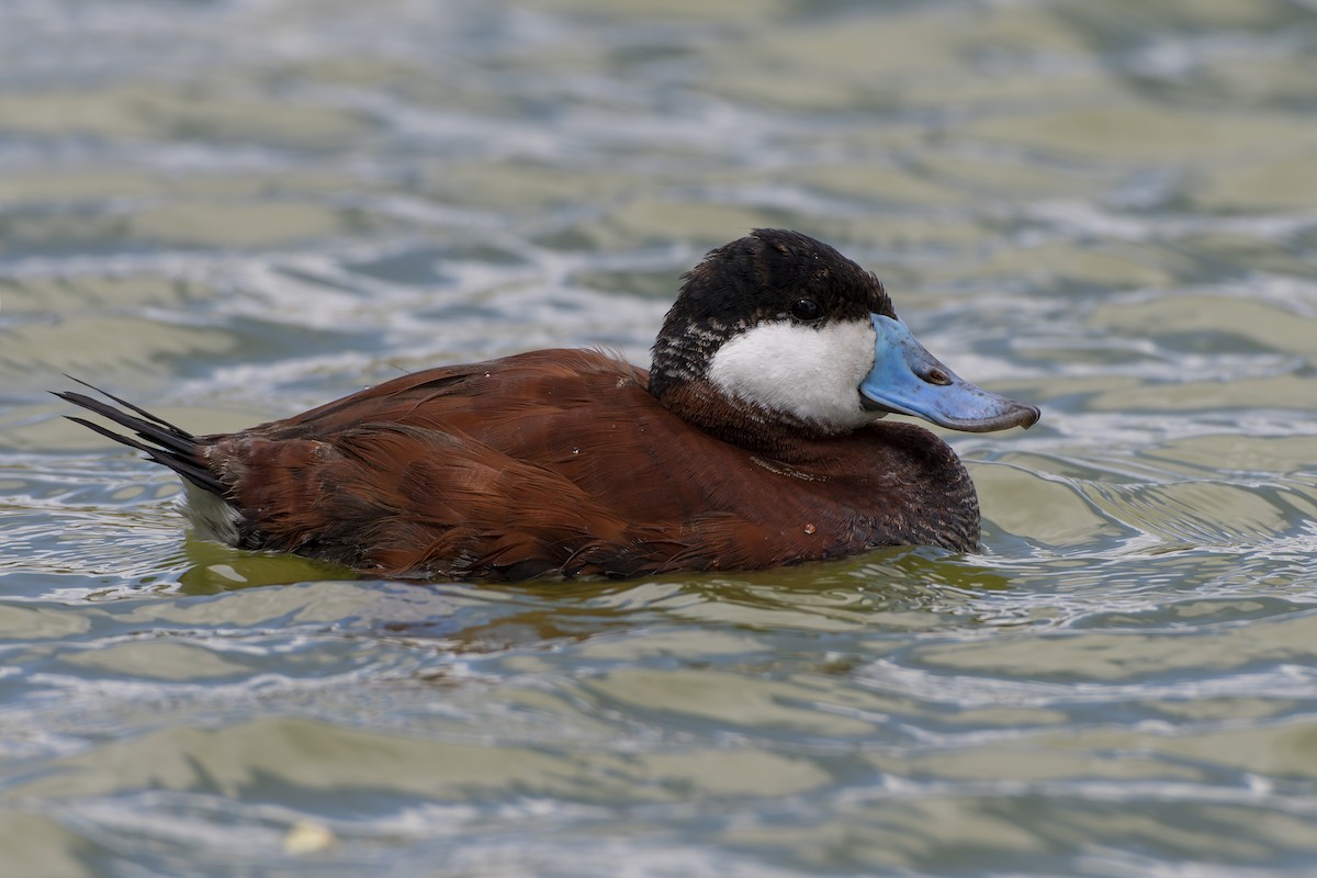 Ruddy Duck - ML645052171