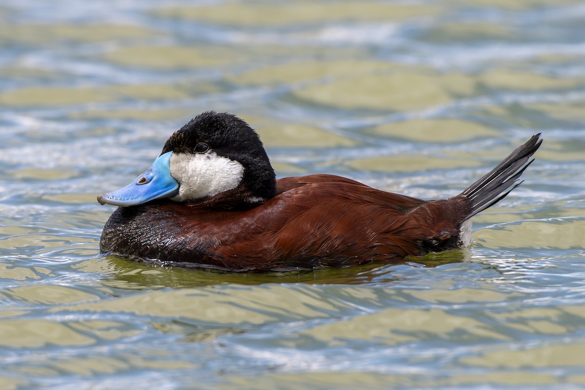 Ruddy Duck - ML645052172