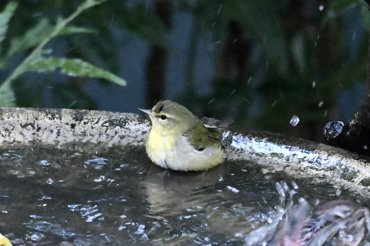 Tennessee Warbler - ML645052175