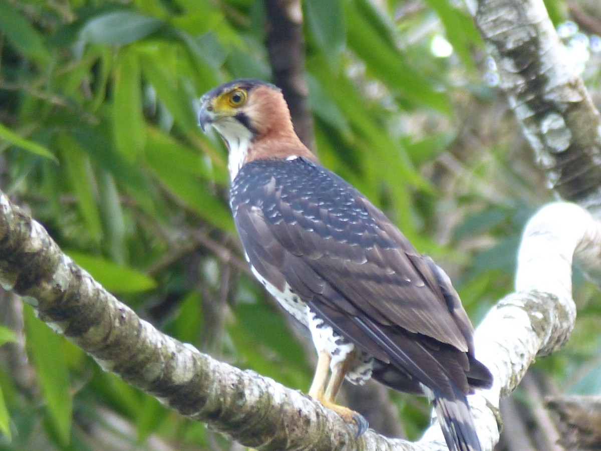 アカエリクマタカ - ML645052186