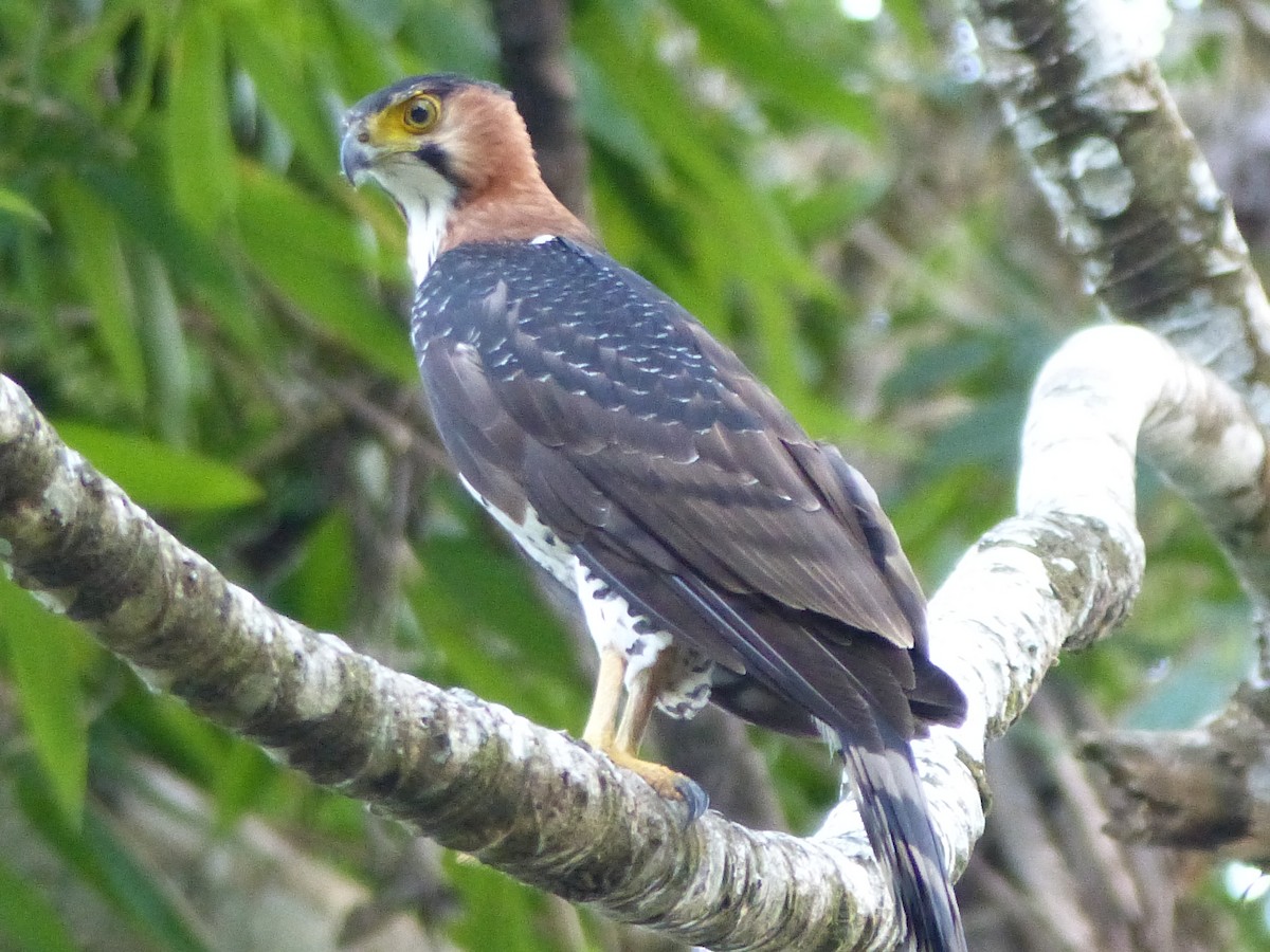 アカエリクマタカ - ML645052187