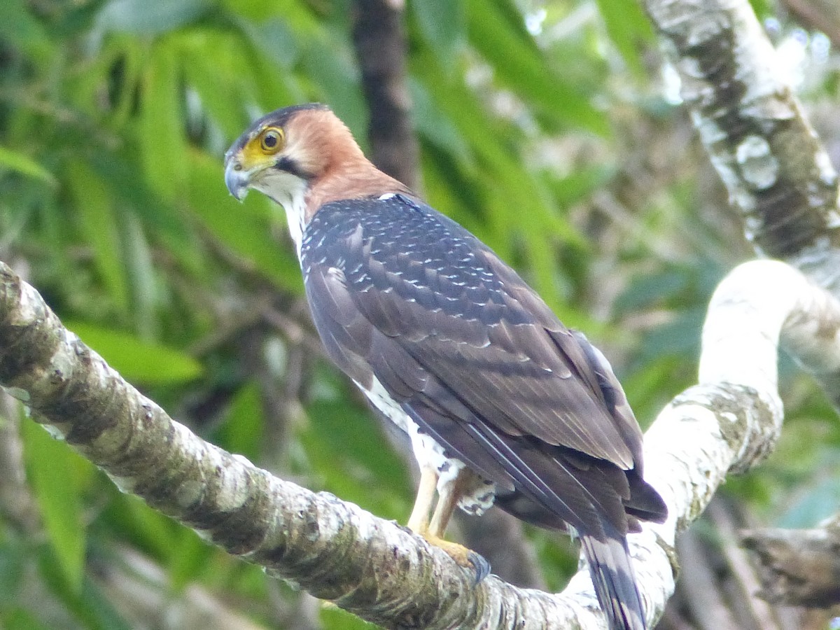 アカエリクマタカ - ML645052188