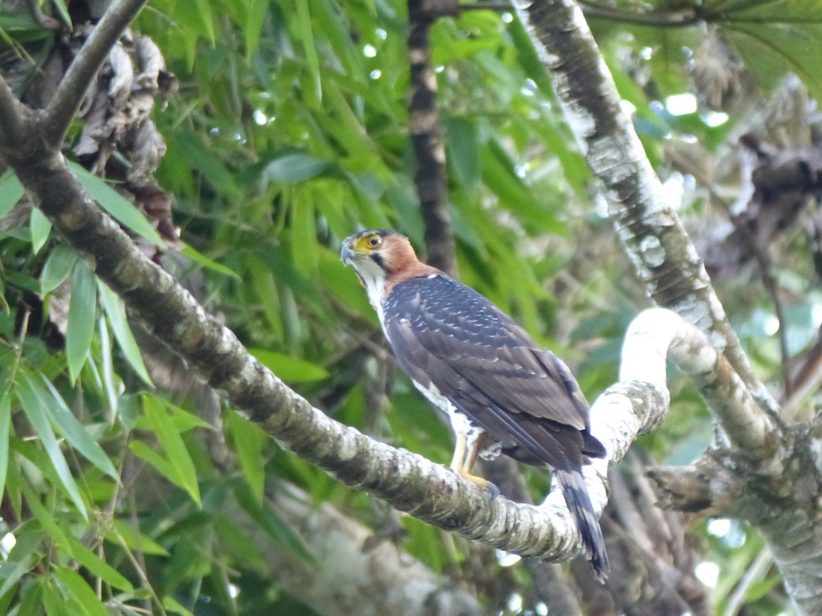 アカエリクマタカ - ML645052189