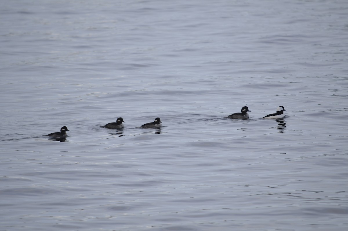 Bufflehead - ML645052192