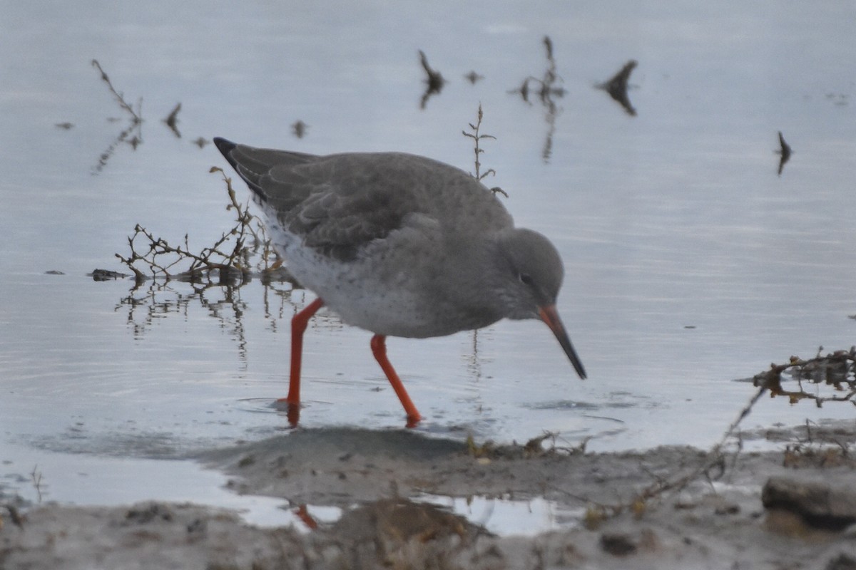 Common Redshank - ML645052193