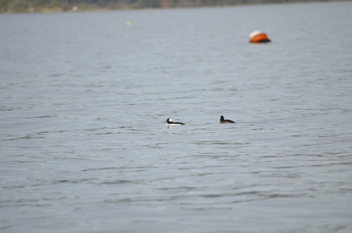 Bufflehead - ML645052194