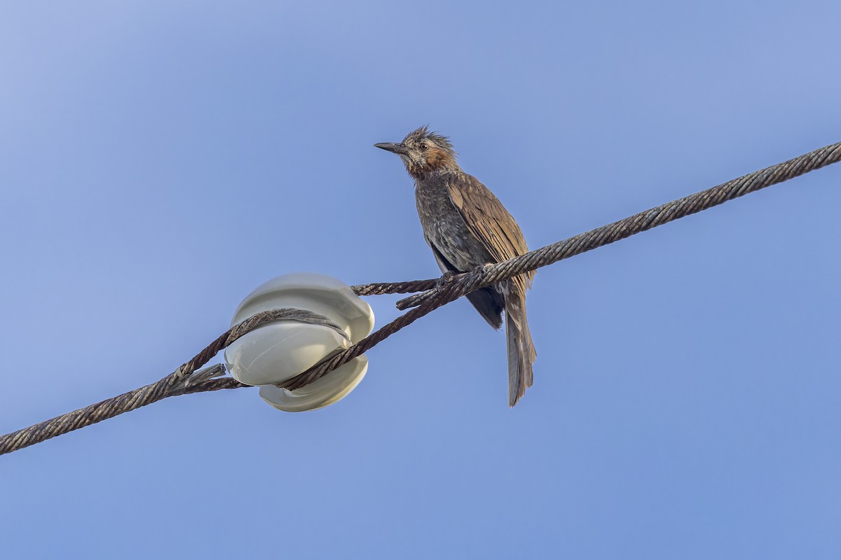 brunørebylbyl - ML645052200