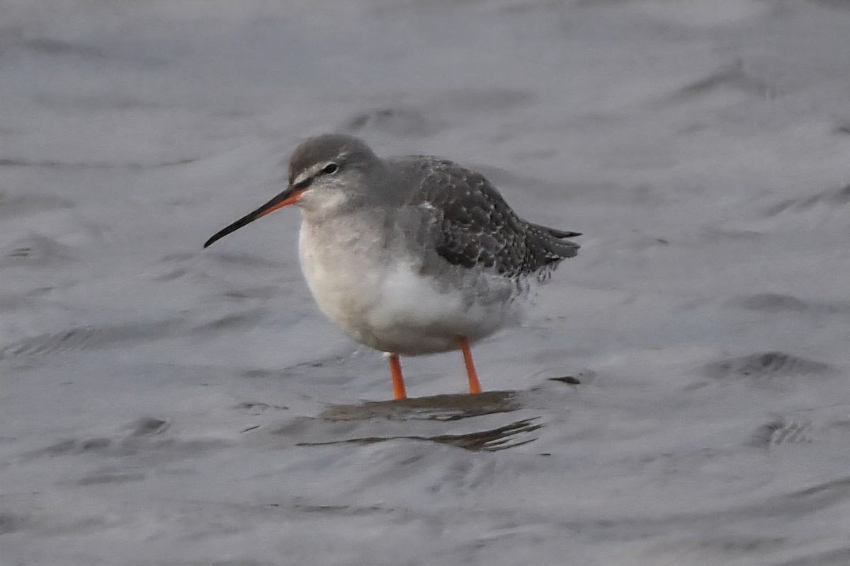 Spotted Redshank - ML645052209