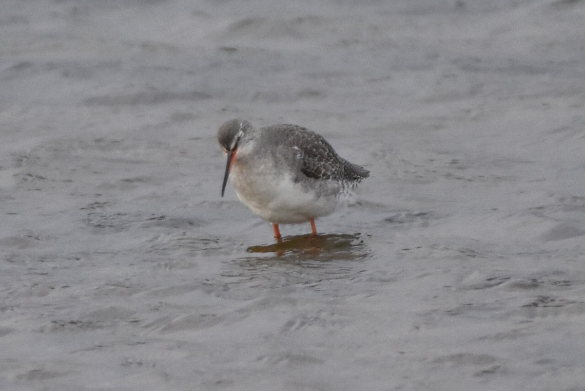 Spotted Redshank - ML645052224