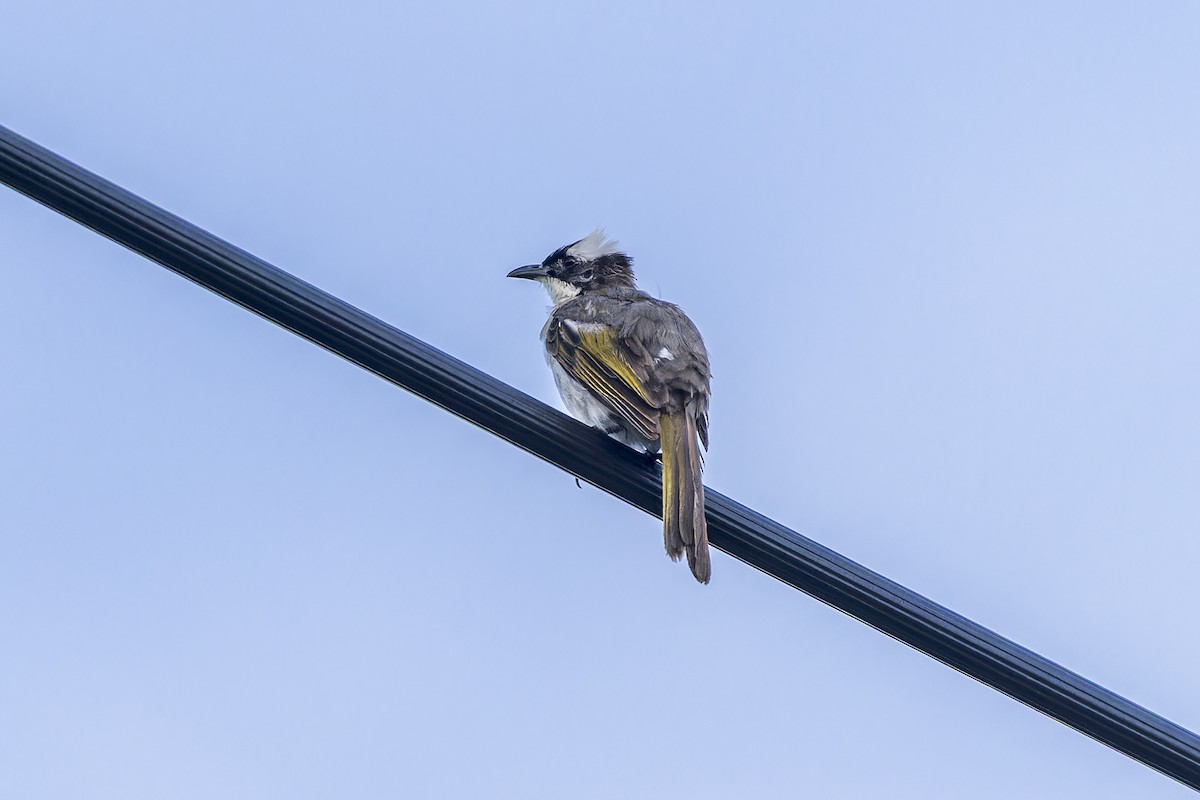 kinabylbyl - ML645052234