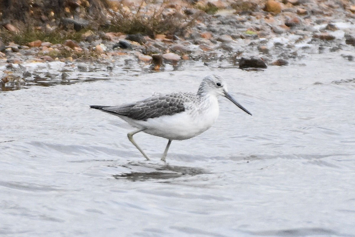 Common Greenshank - ML645052246