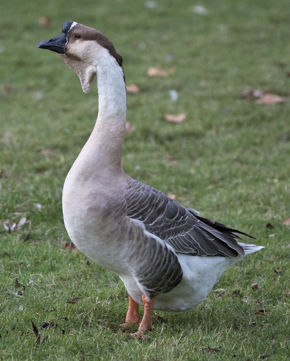 husa labutí (domestikovaná) - ML645052247