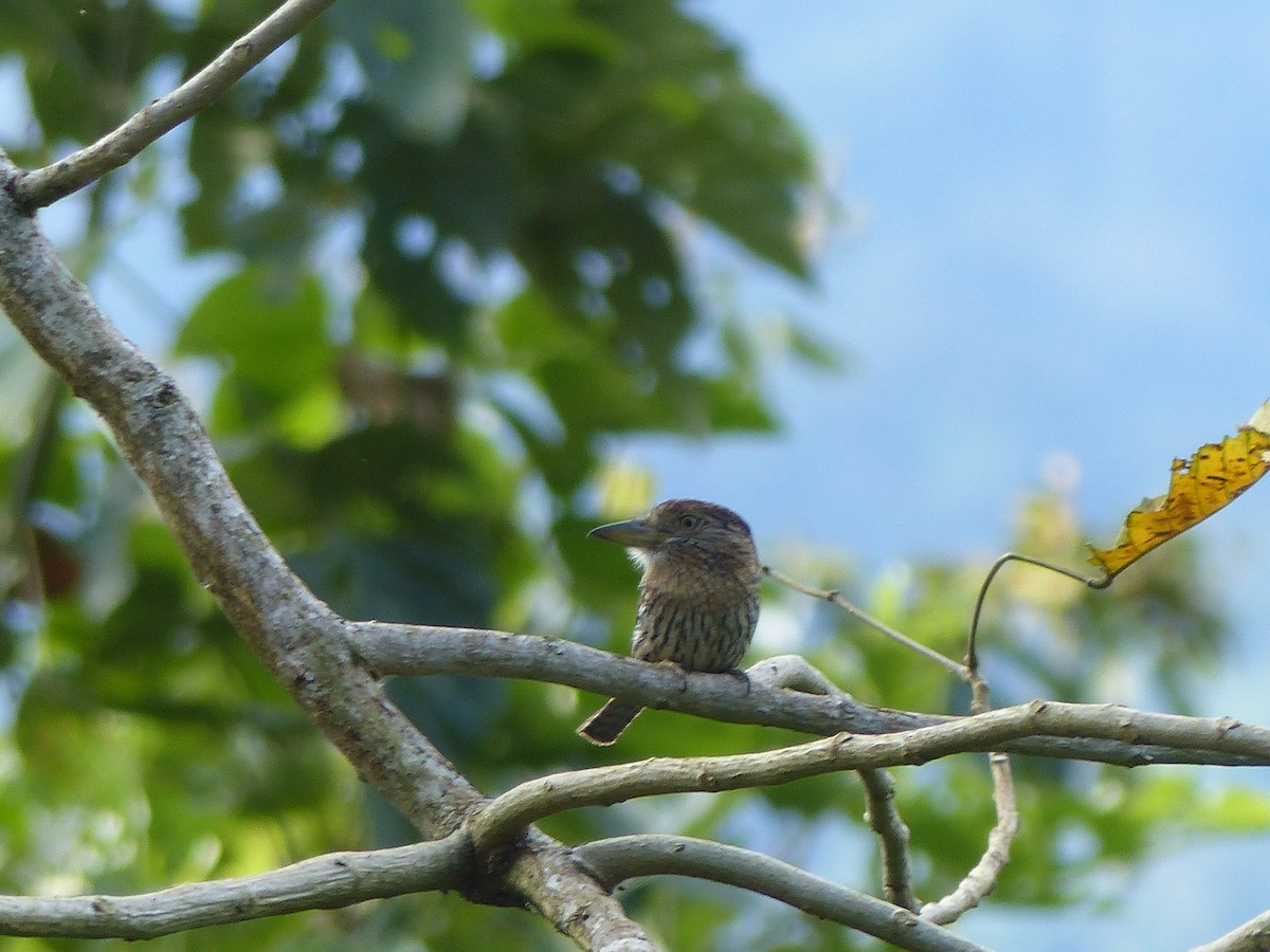 Buco Estriado Occidental - ML645052252