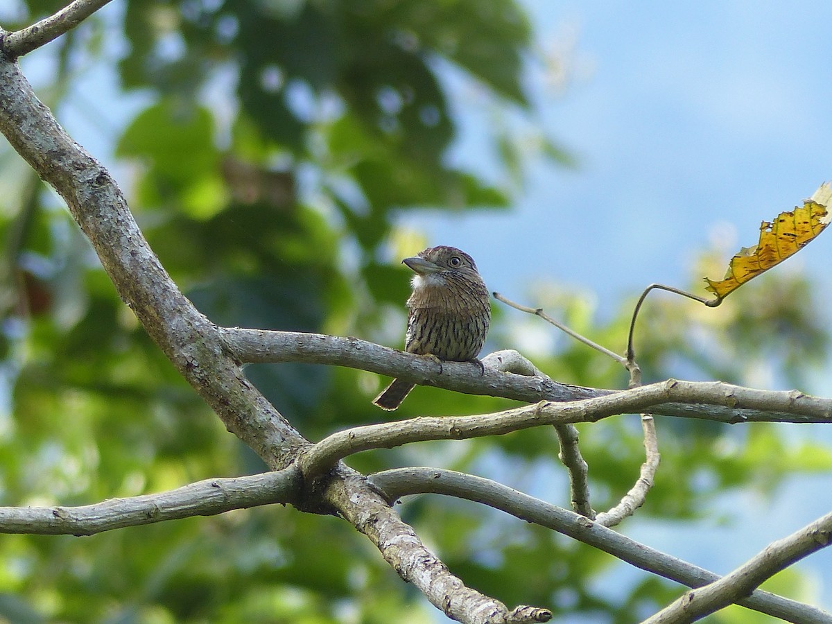 Buco Estriado Occidental - ML645052253