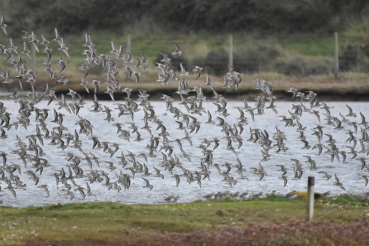 Dunlin - ML645052265