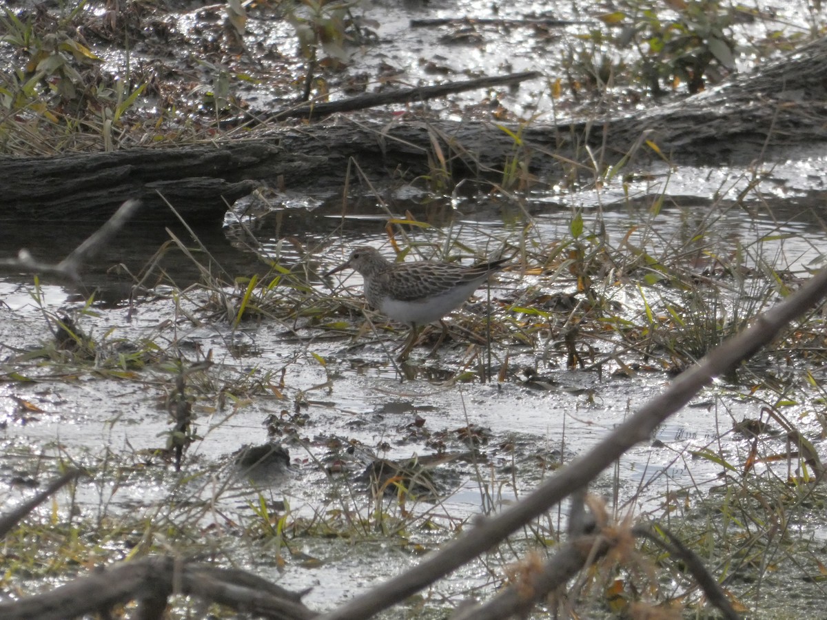 Çizgili Kumkuşu - ML645052268