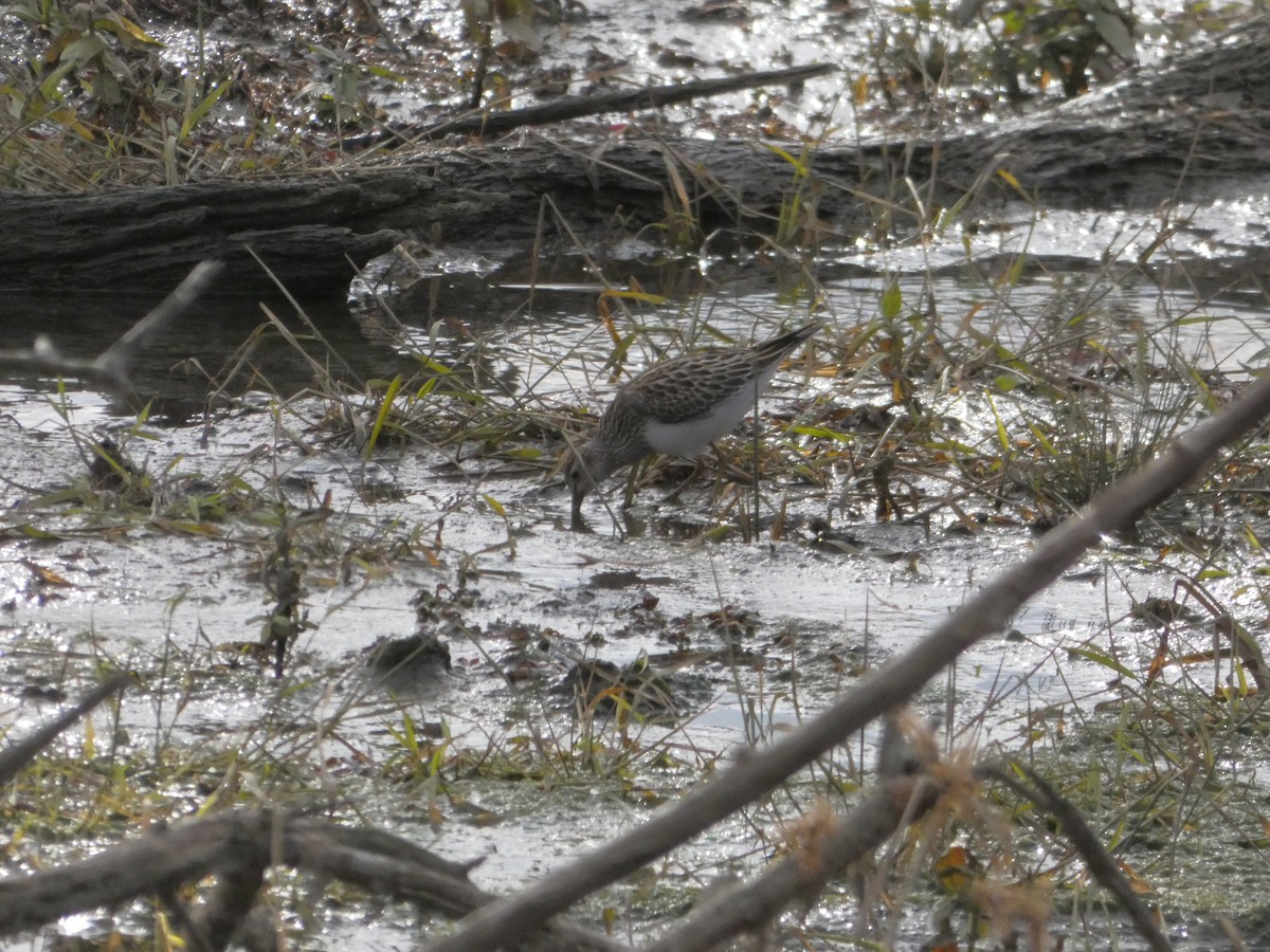 Çizgili Kumkuşu - ML645052269