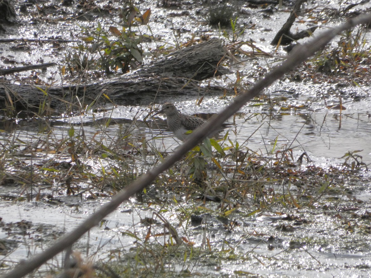 Çizgili Kumkuşu - ML645052270