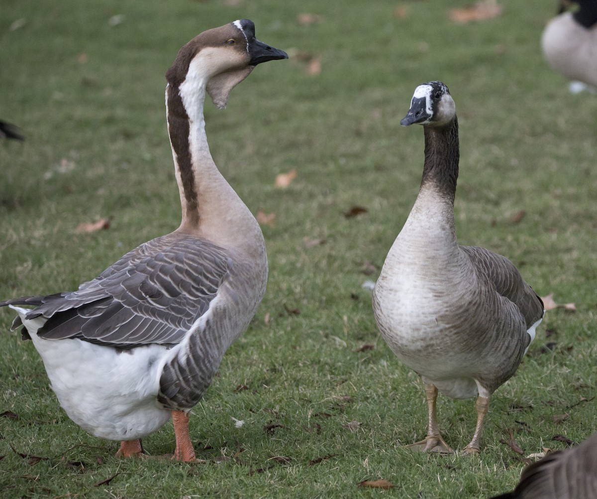 husa labutí (domestikovaná) - ML645052271