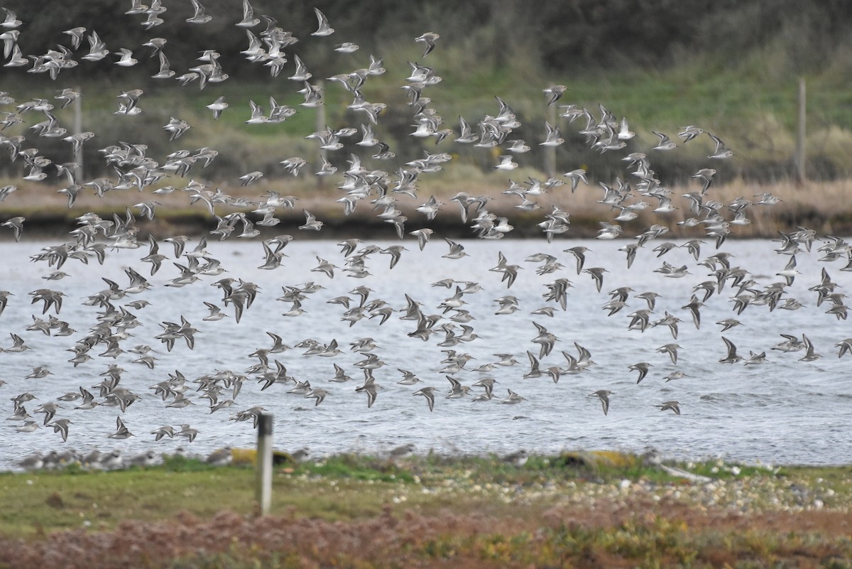 Dunlin - ML645052278
