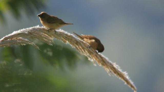 Pullu Munya - ML645052284