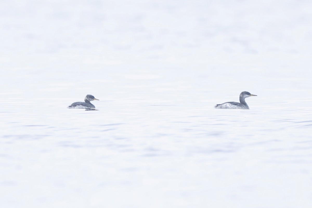 Red-necked Grebe - ML645052288