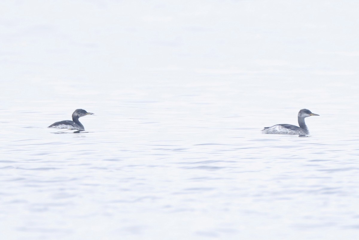 Red-necked Grebe - ML645052289